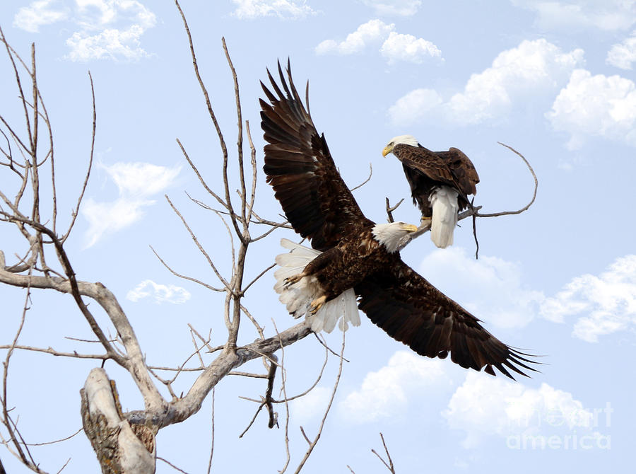 Eagle Photograph - Bald Eagles #5 by Lori Tordsen