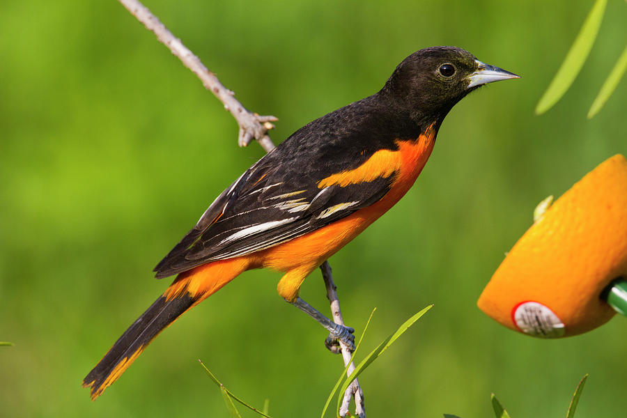 Icterus galbula (Baltimore Oriole)