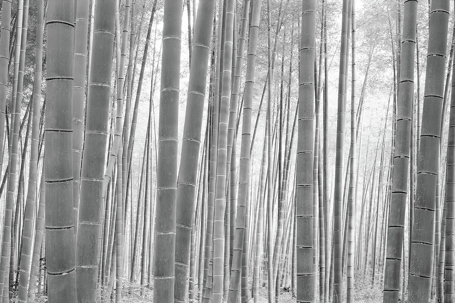 Bamboo Forest, Sagano, Kyoto, Japan #3 Photograph by Panoramic Images