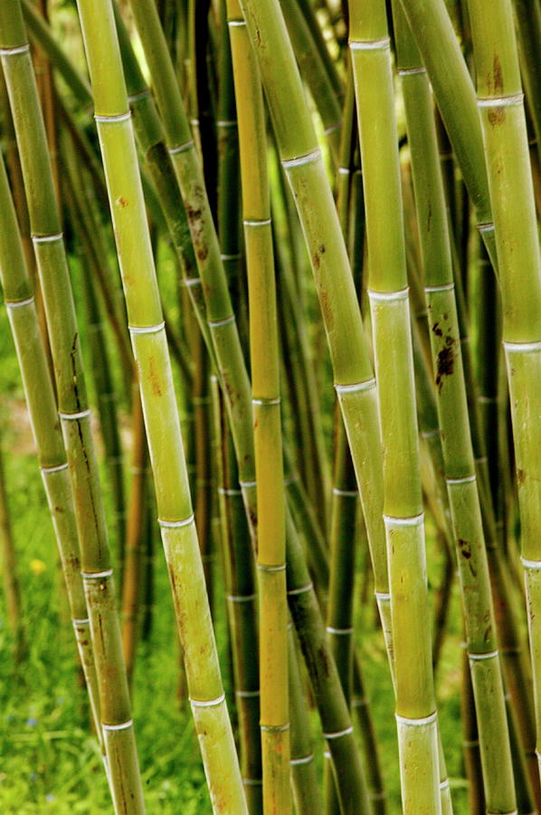 Bamboo Stems Photograph by Mauro Fermariello/science Photo Library ...