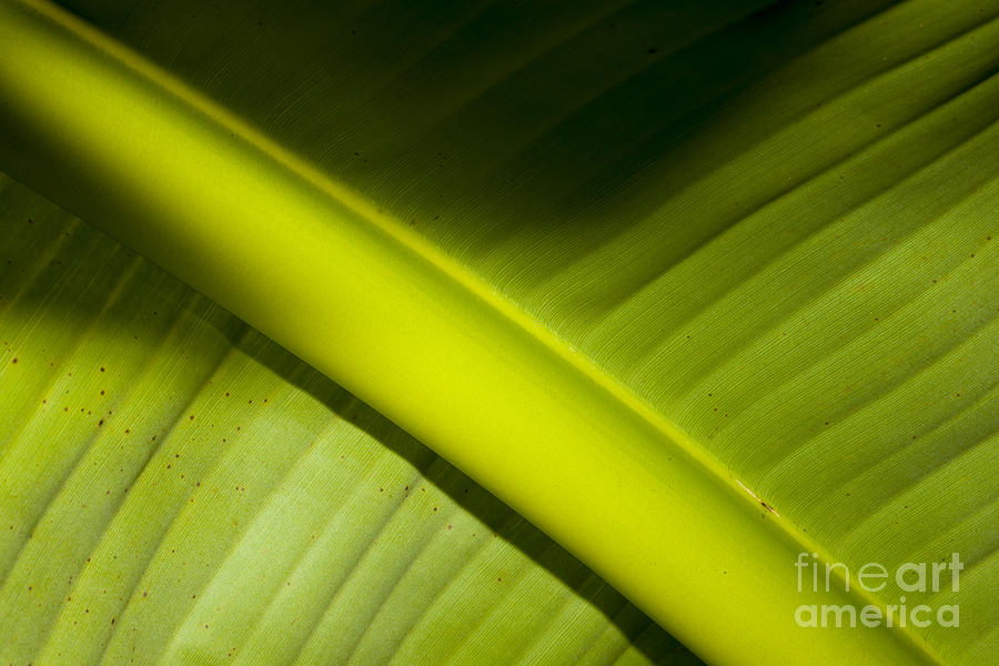 Nature Photograph - Banana leaf #3 by Mats Silvan