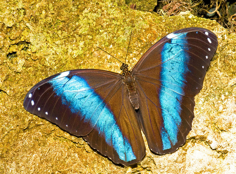 Banded Morpho Butterfly #3 Photograph by Millard H. Sharp