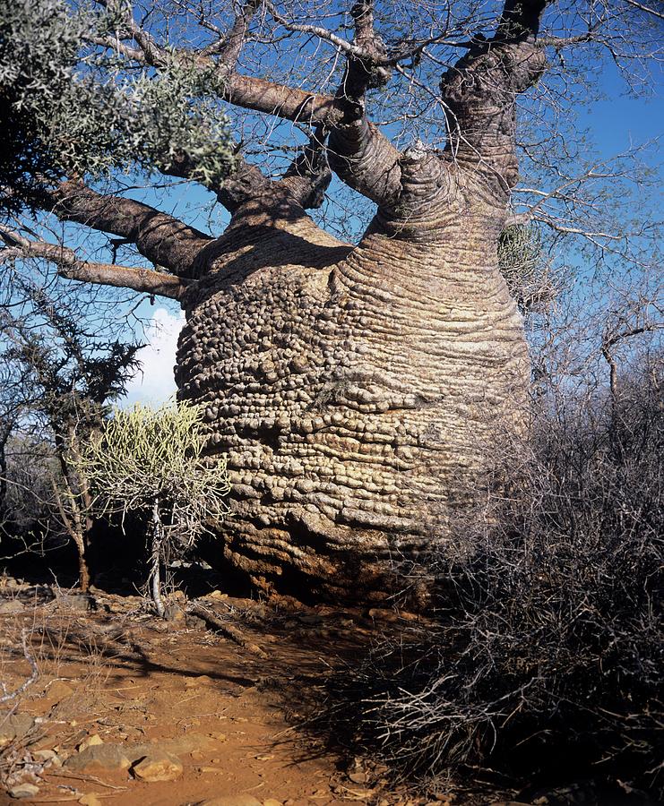 Baobab Tree #3 Photograph by Sinclair Stammers/science Photo Library