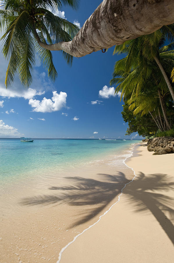 Barbados, Palm Tree Leaning Over Beach Photograph by Ian Cumming - Fine ...