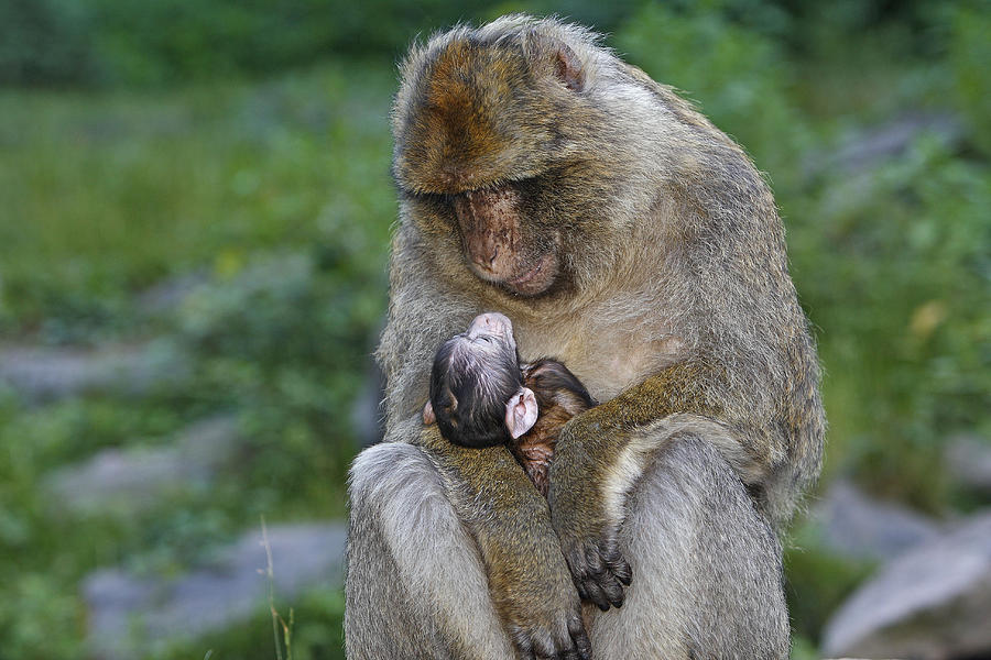 Barbary Macaque With Baby #3 Photograph by M. Watson