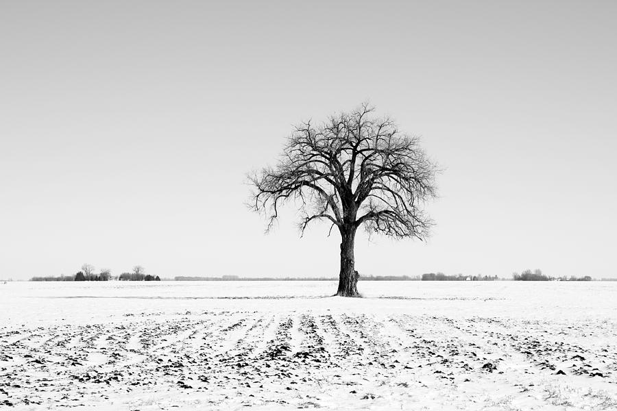 Winter Photograph - Bare Cottonwood Tree in Winter #3 by Donald  Erickson