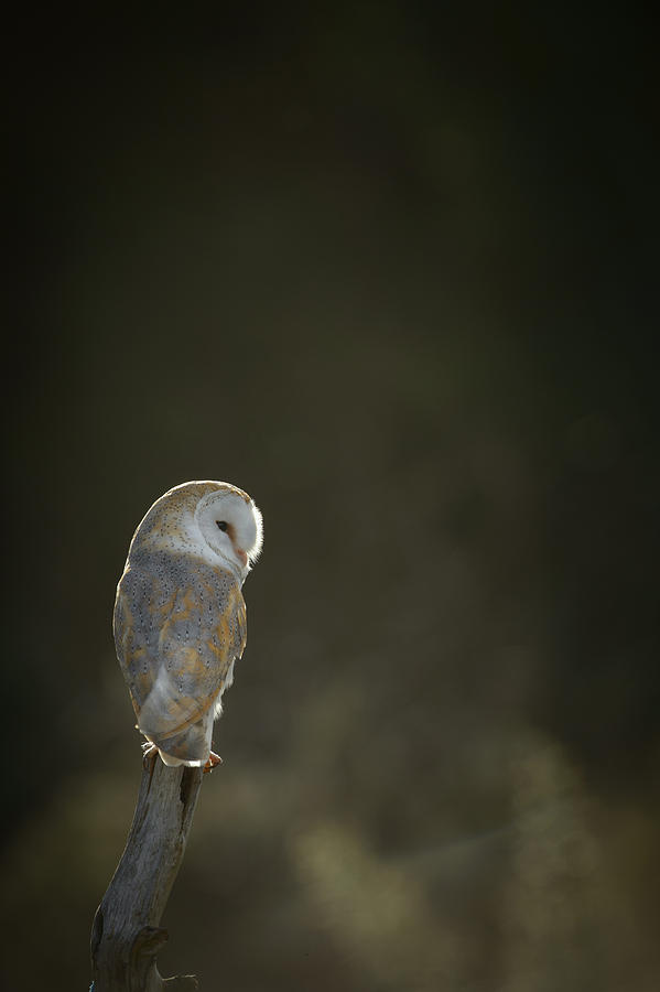 Barn Owl #3 Photograph by Andy Astbury