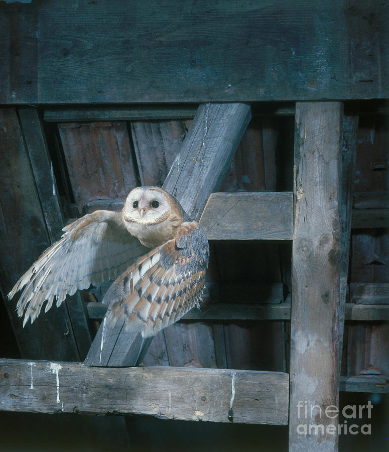 Animal Photograph - Barn Owl #7 by Hans Reinhard