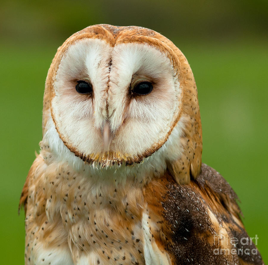 Barn owl #3 Photograph by Les Palenik