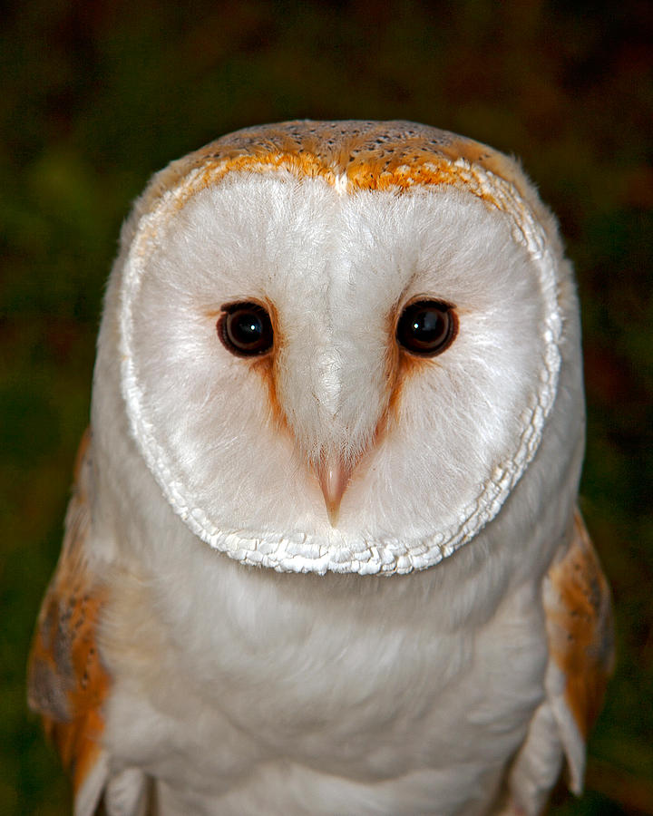 Barn Owl #3 Photograph by Paul Scoullar