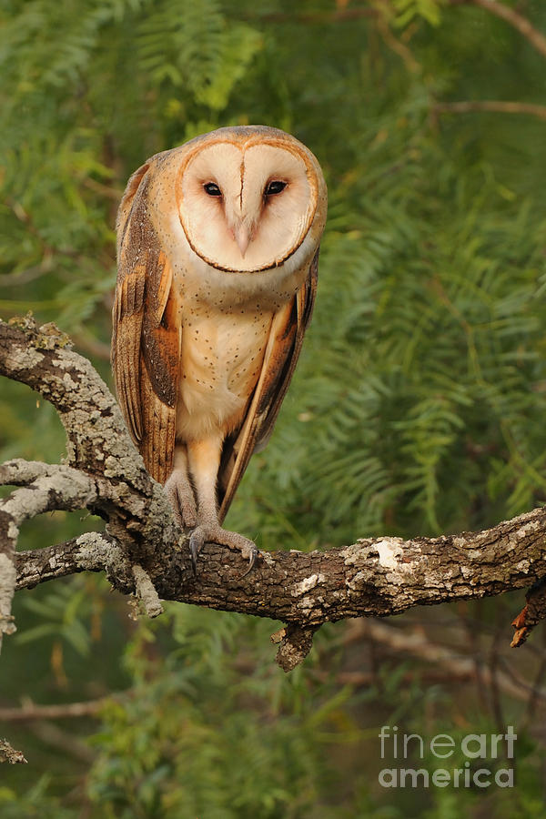 Animal Photograph - Barn Owl #4 by Scott Linstead