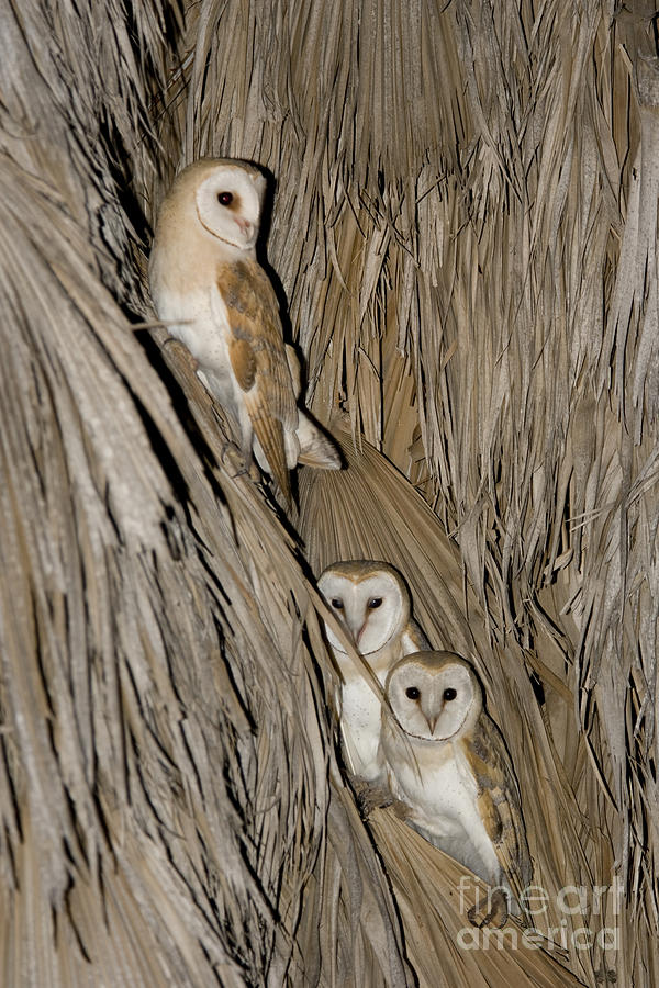Barn Owl Tyto alba #3 Photograph by Eyal Bartov