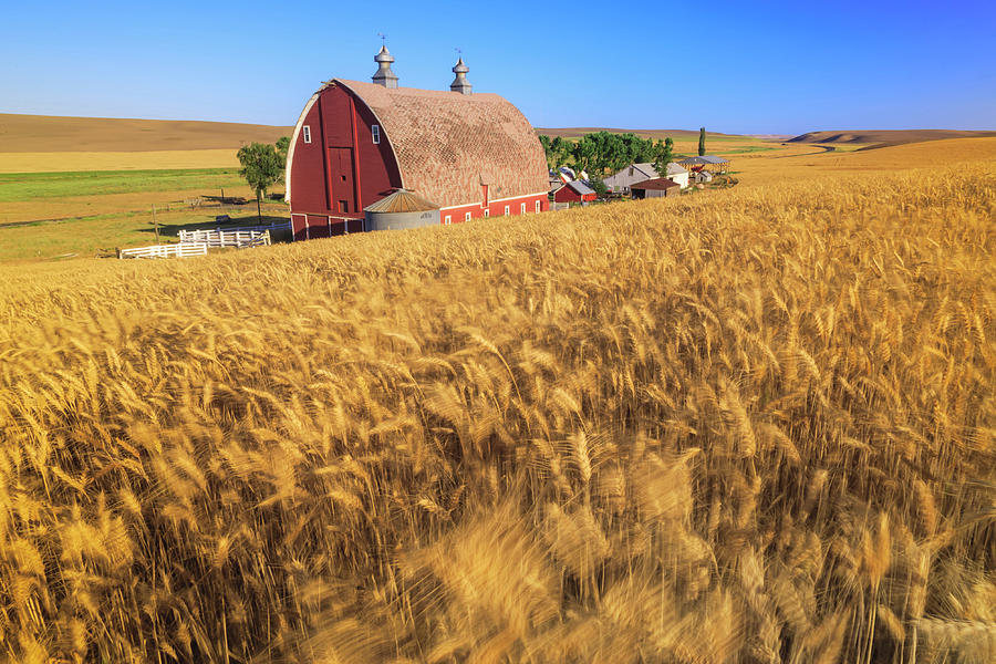 Barn, Summer Wheat Fields Near Sprague Photograph by Stuart Westmorland ...