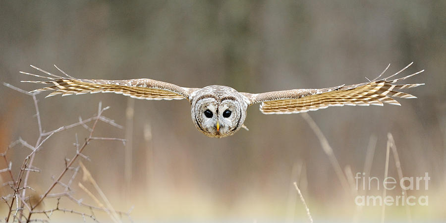 Owl Photograph - Barred Owl In Flight #5 by Scott Linstead