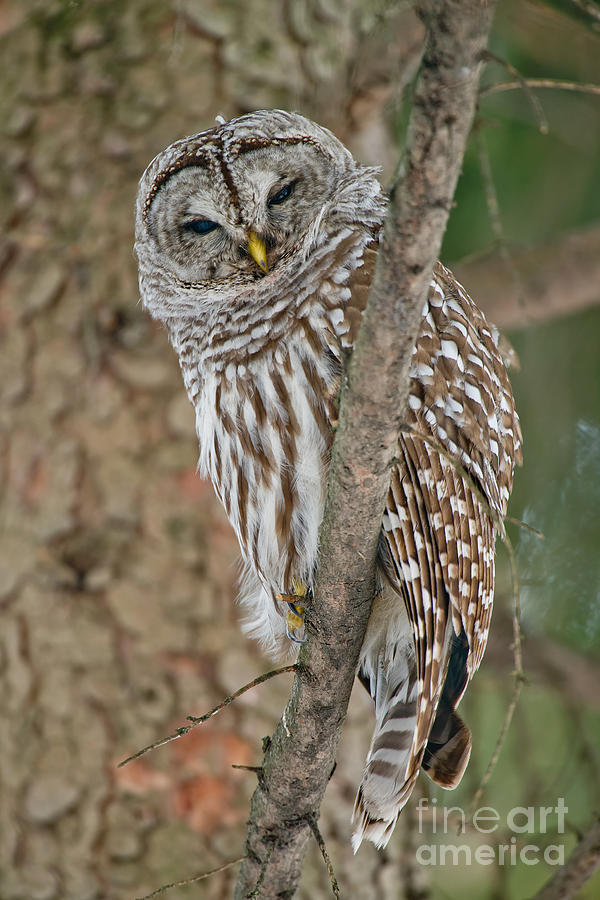 Barred Owl by Michael Cummings Barred Owl by Michael Cummings