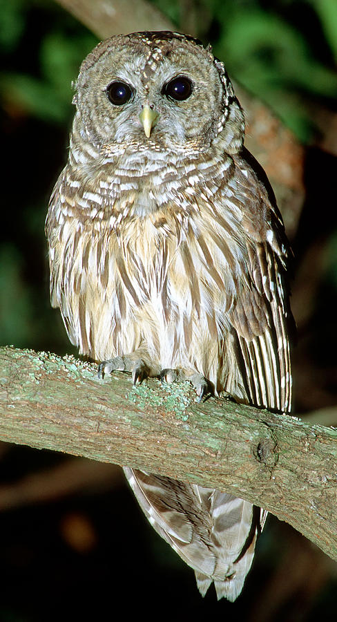 Barred Owl #3 Photograph by Millard H. Sharp