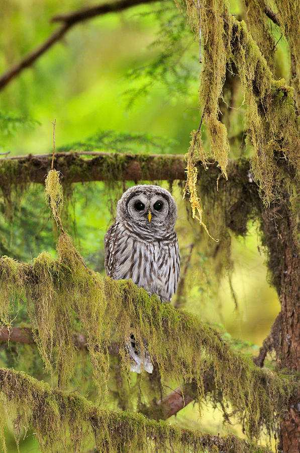 Barred Owl Strix Varia Owlet #3 Photograph by Thomas And Pat Leeson