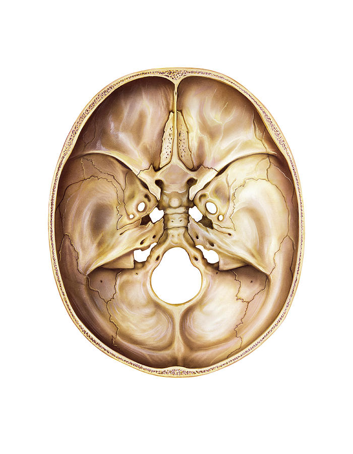Cranium by Asklepios Medical Atlas
