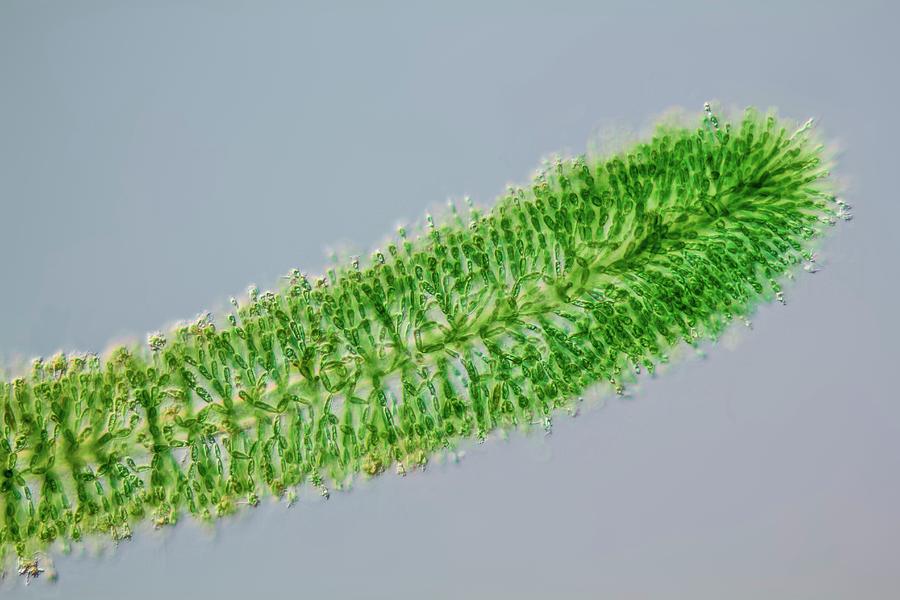 Batrachospermum Alga Filament #3 Photograph by Gerd Guenther