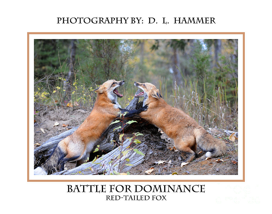 Battle for Dominance #3 Photograph by Dennis Hammer