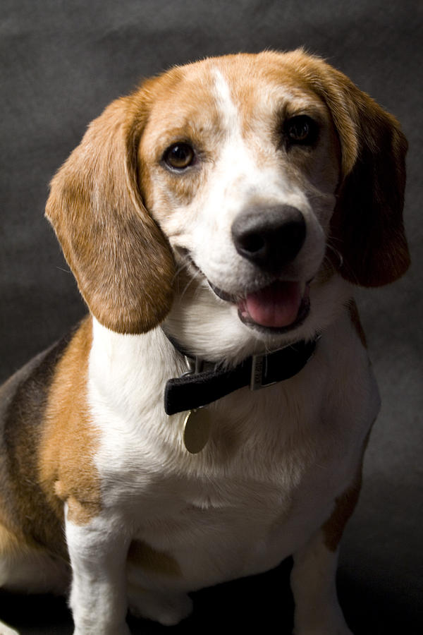 Beagle Photograph - Beagle #3 by Gary Marx