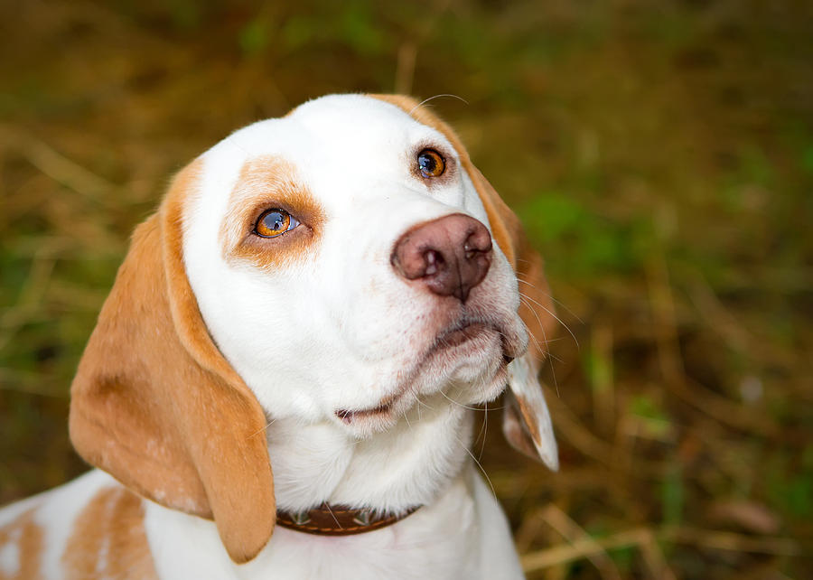 Beagle in a field looking up Photograph by Fizzy Image - Fine Art America