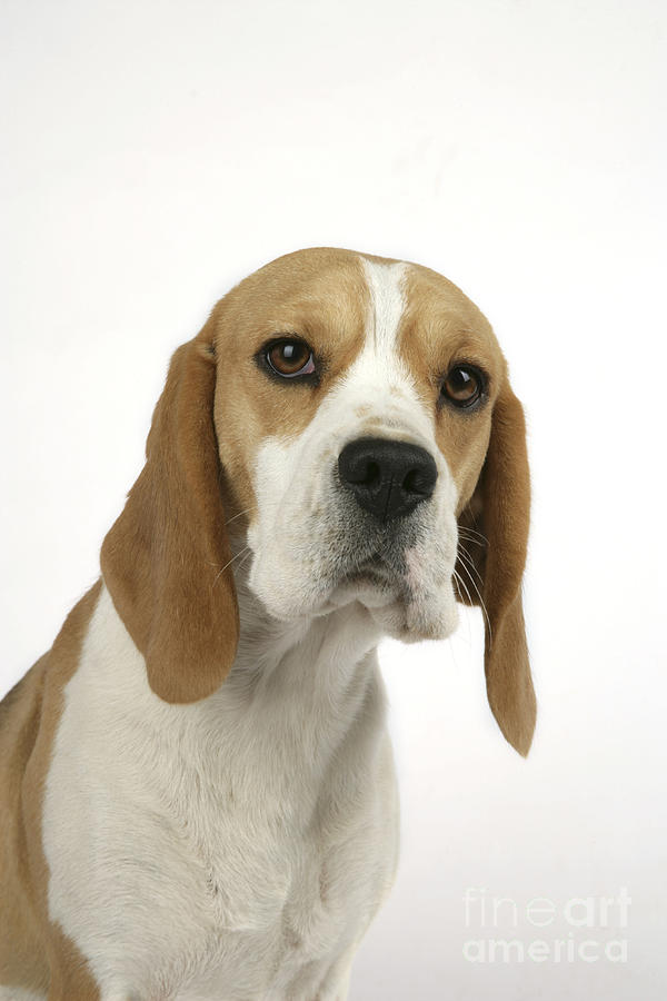 Beagle Puppy Dog #3 Photograph by John Daniels