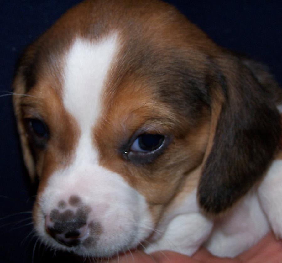Beagle Puppy #3 Photograph by Kathleen Luther