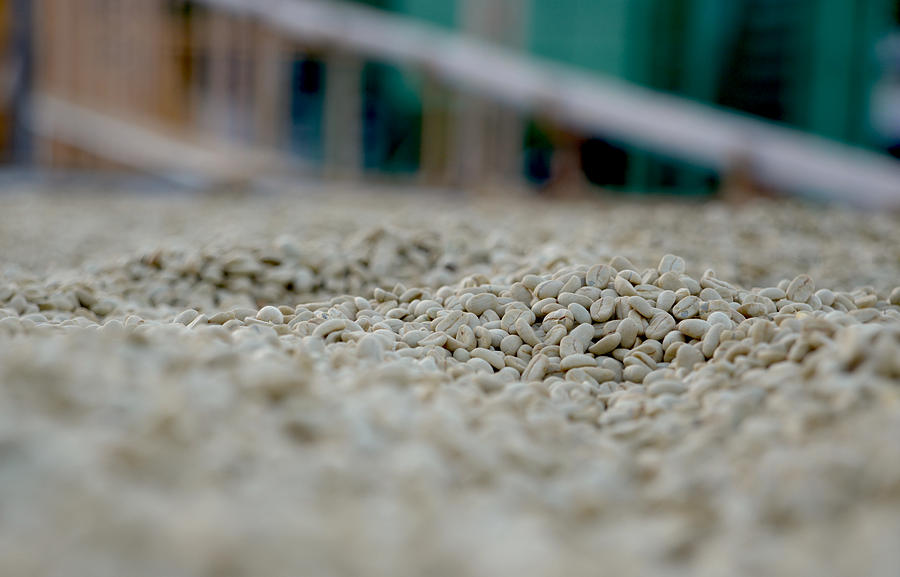 Coffee Bean Photograph - Beans #3 by Craig Incardone