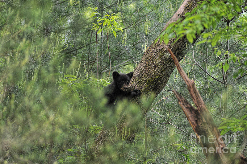 Bear cub climbing tree looking out #2 Photograph by Dan Friend