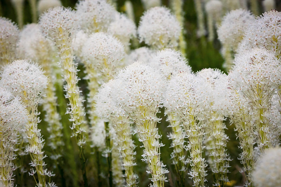 big bear flower