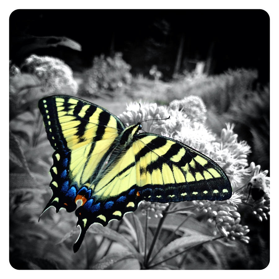 Beautiful Butterfly #2 Photograph by Natasha Marco