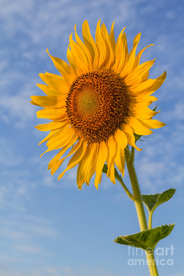 Beautiful sunflower #3 Photograph by Tosporn Preede
