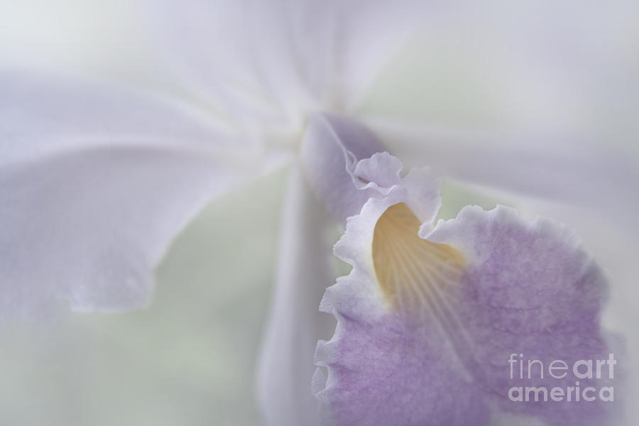 Orchid Photograph - Beauty in a Whisper by Sharon Mau