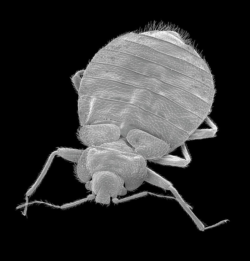 Bed Bug #3 Photograph by Dennis Kunkel Microscopy/science Photo Library