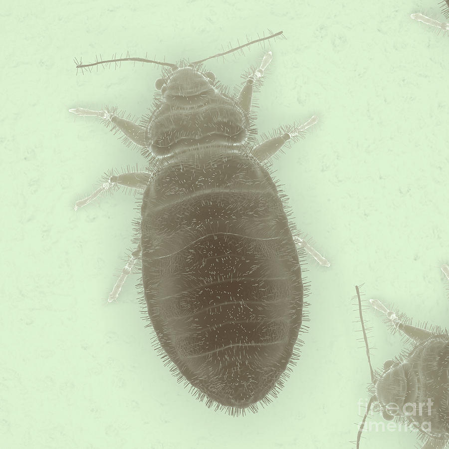 Bedbug Cimex Lectularius #3 Photograph by Science Picture Co