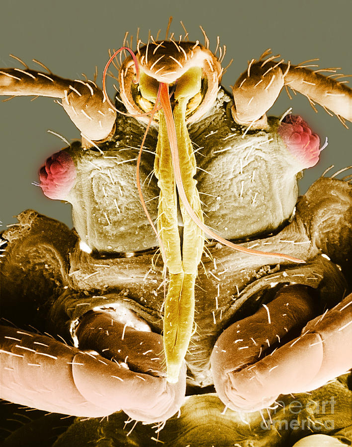 Bedbug Mouthparts, Sem #3 Photograph by David M. Phillips