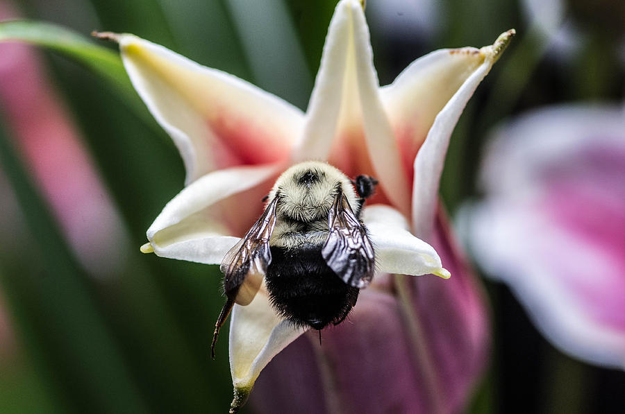 Bee at work #5 Photograph by Gerald Kloss