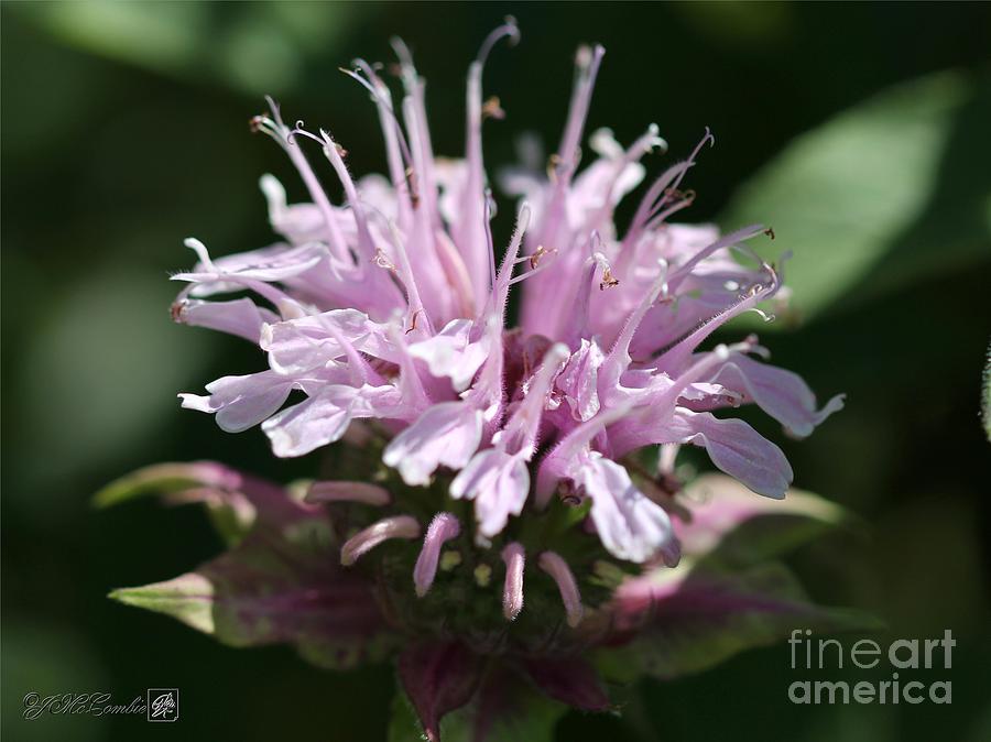Bee Balm from the Panorama Mix #3 Photograph by J McCombie