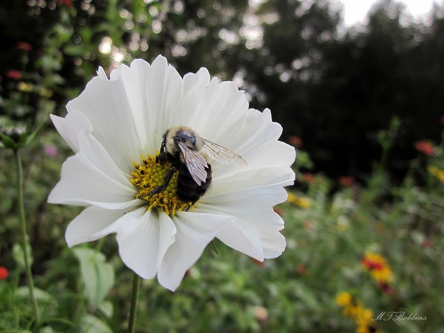 Bee on Cosmos #3 Photograph by MTBobbins Photography