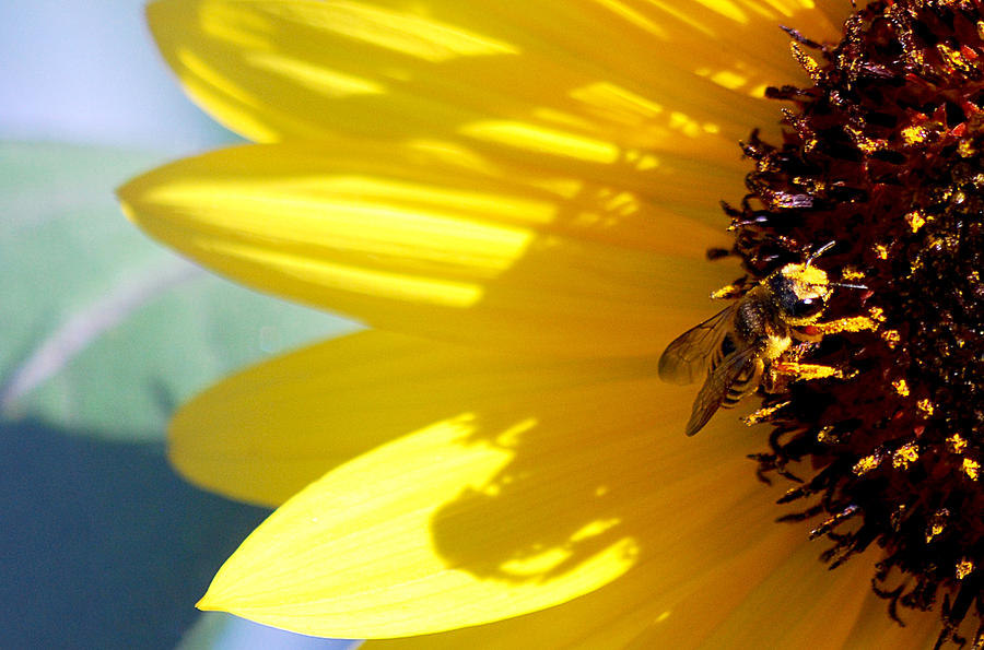 Sunflower Photograph - #allthehoney by Becky Furgason