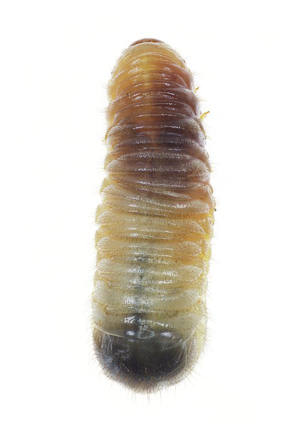 Wildlife Photograph - Beetle Larva #3 by F. Martinez Clavel