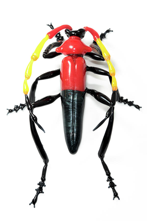 Beetle Photograph by Tomasz Litwin - Fine Art America
