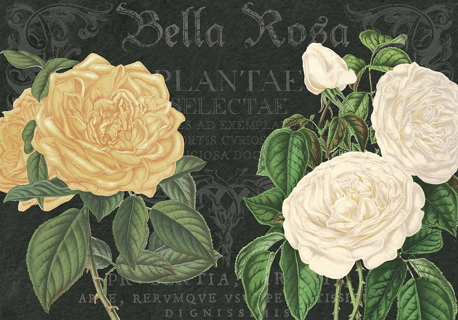 Vintage Drawing - Bella Rosa Square #3 by MGL Meiklejohn Graphics Licensing