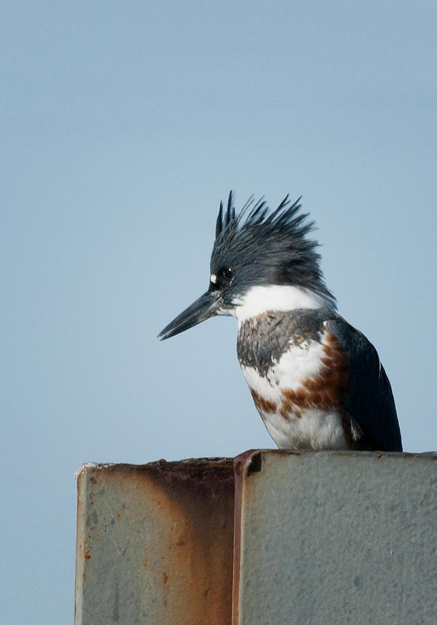 Belted Kingfisher #3 Photograph by Betty Depee