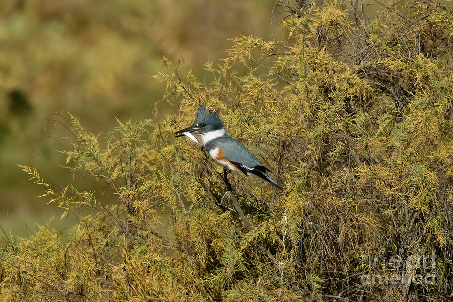 Kingfisher Photograph - Belted Kingfisher With Fish #3 by Anthony Mercieca