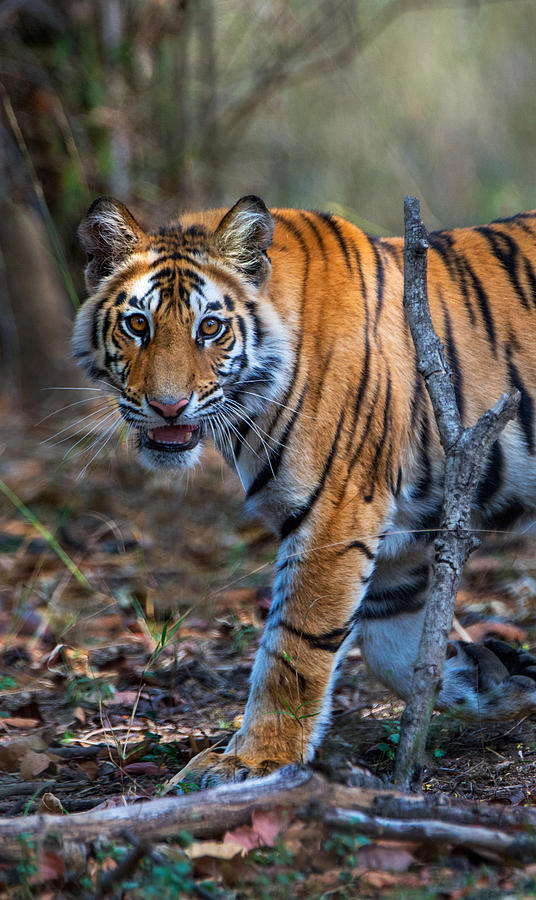 Bandhavgarh National Park Photograph - Bengal Tiger Panthera Tigris Tigris #3 by Panoramic Images
