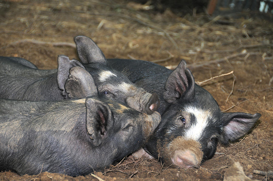 Berkshire Pigs #3 Photograph by Bonnie Sue Rauch