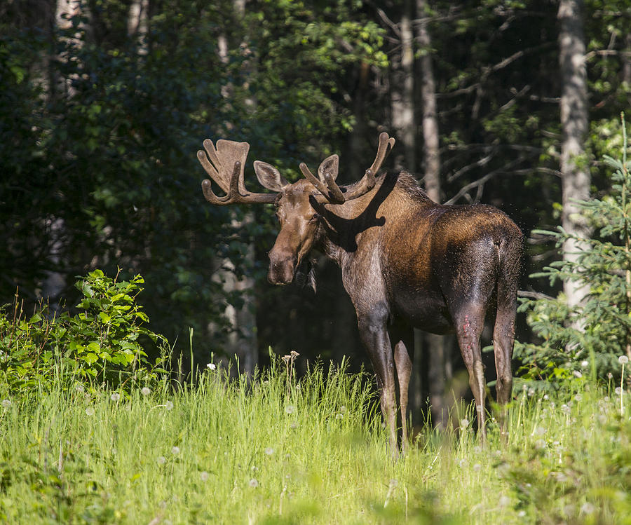 Moose Photograph - Big Fella #3 by Doug Lloyd