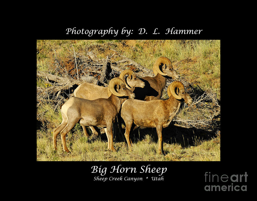 Big Horn Sheep #3 Photograph by Dennis Hammer
